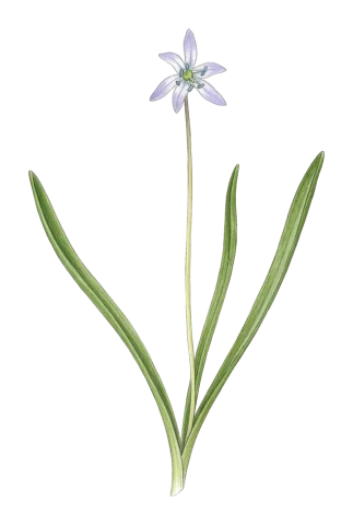 Scilla kurdistanica