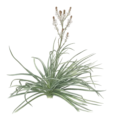 Asphodelus ramosus