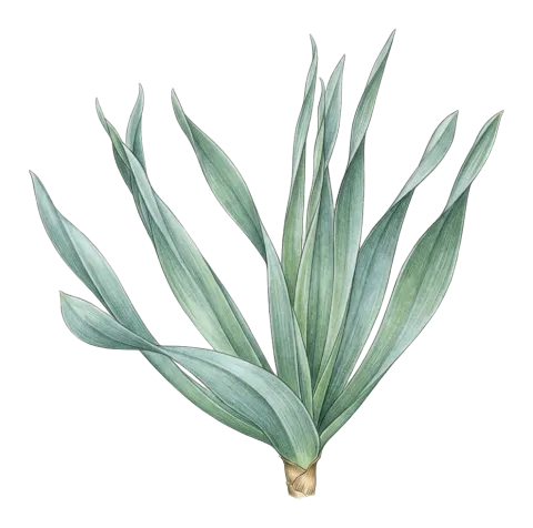 Eremurus spectabilis