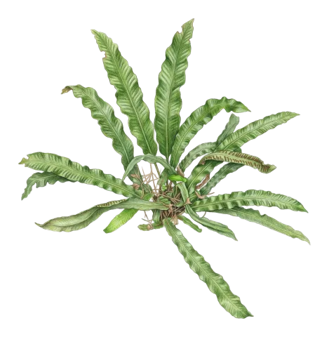 Asplenium scolopendrium