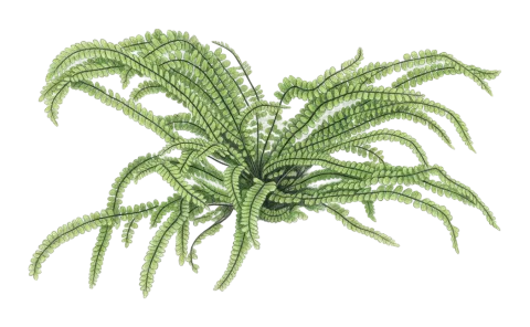 Asplenium trichomanes