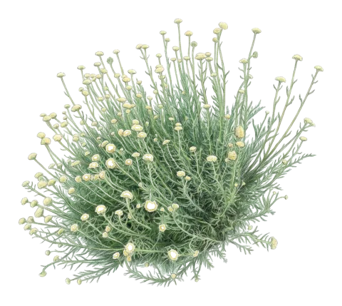 Achillea aleppica
