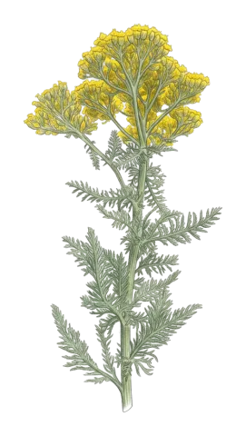 Achillea arabica