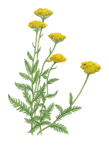 Achillea filipendulina