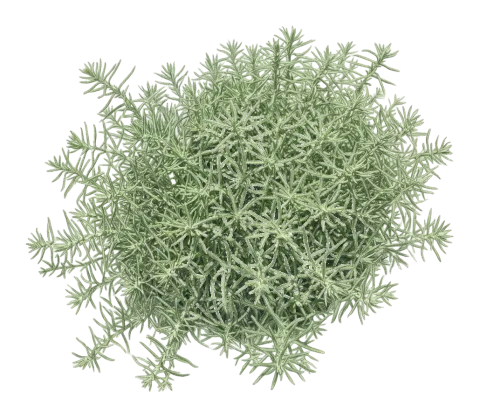 Achillea wilhelmsii