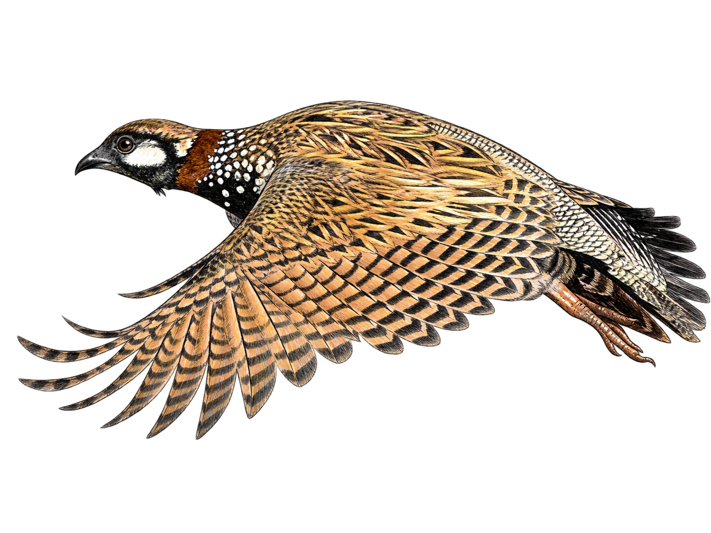 Black Francolin