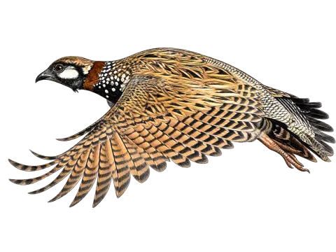 Black Francolin