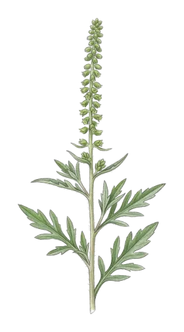 Ambrosia artemisiifolia