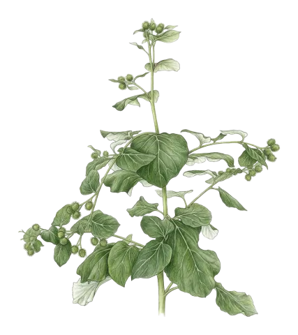 Arctium lappa