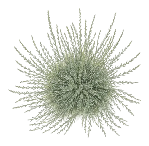 Artemisia haussknechtii