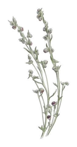 Artemisia splendens
