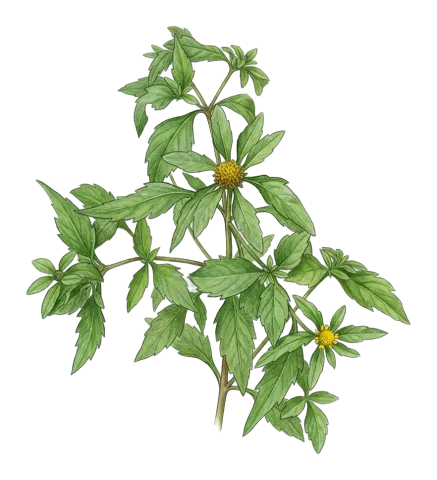 Bidens tripartita