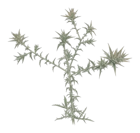 Carthamus glaucus