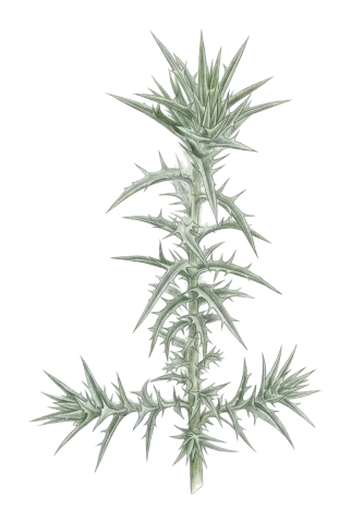 Carthamus lanatus
