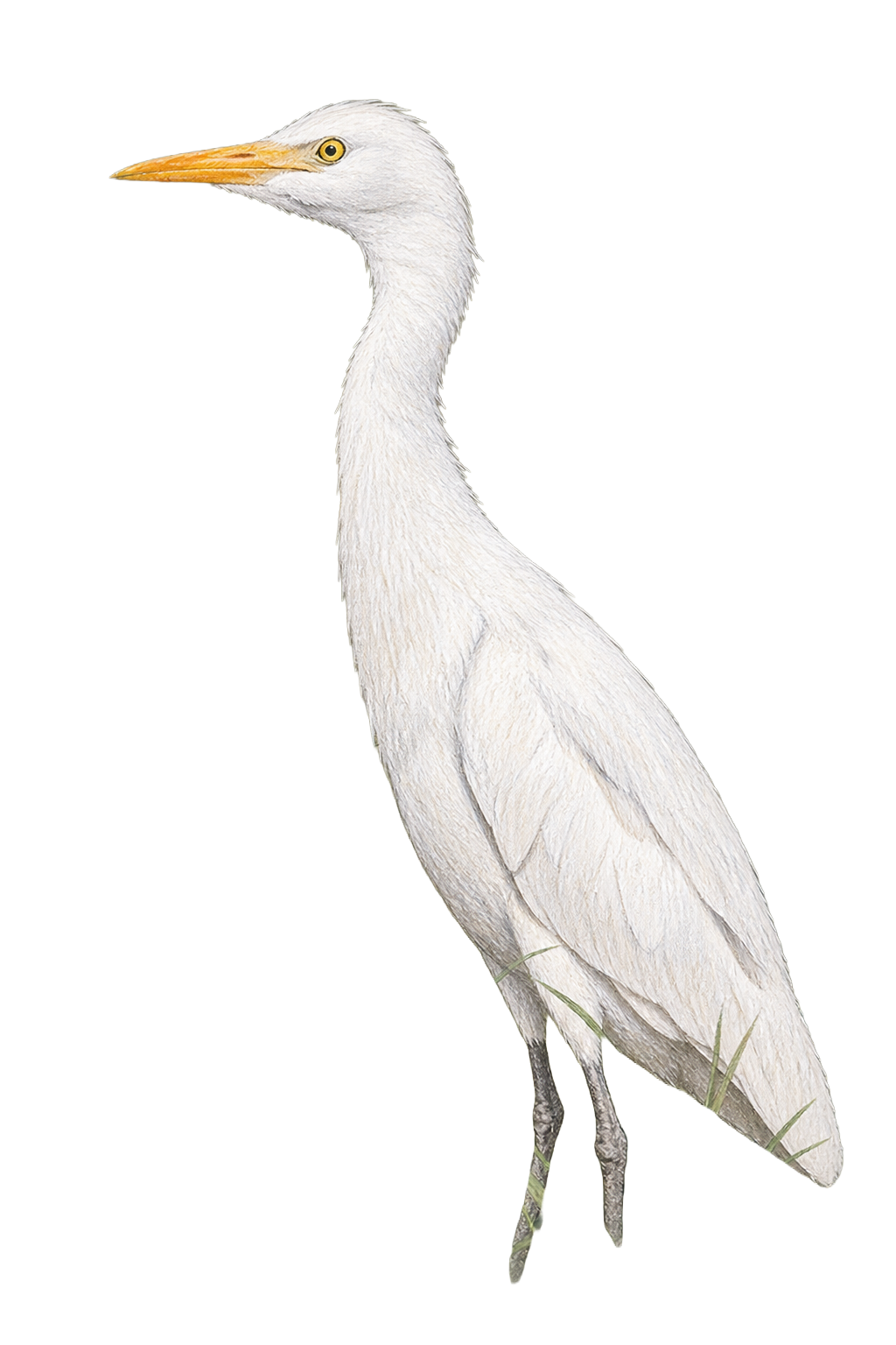 Cattle Egret