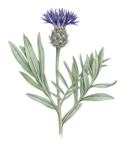 Centaurea axillaris