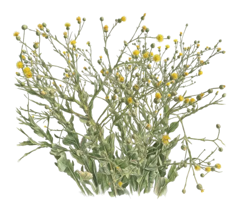 Centaurea behen