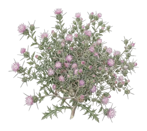 Centaurea bruguierana