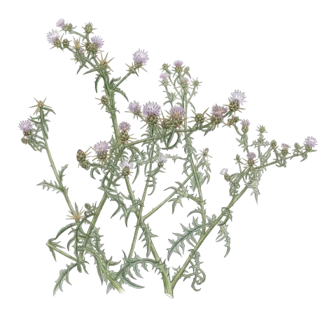 Centaurea iberica