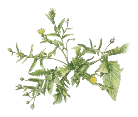 Centaurea koeieana