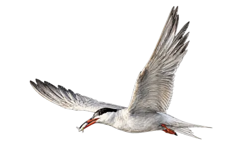 Common Tern
