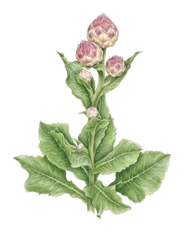 Centaurea regia