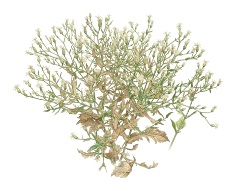 Centaurea rigida