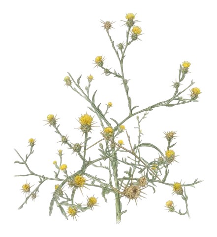Centaurea solstitialis
