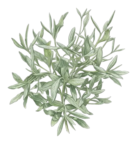 Chardinia orientalis