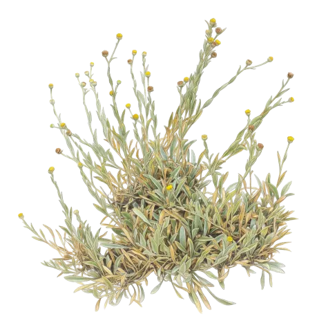 Chrysophtalmum montanum
