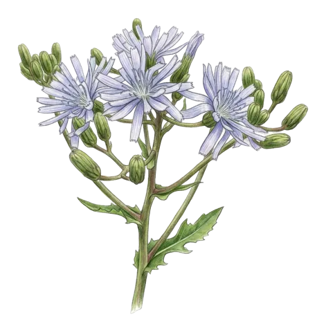 Cicerbita adenophora