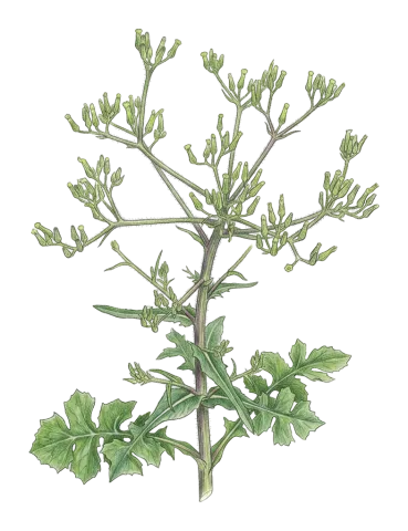 Cicerbita microcephala