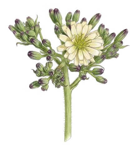 Cicerbita rechingeriana