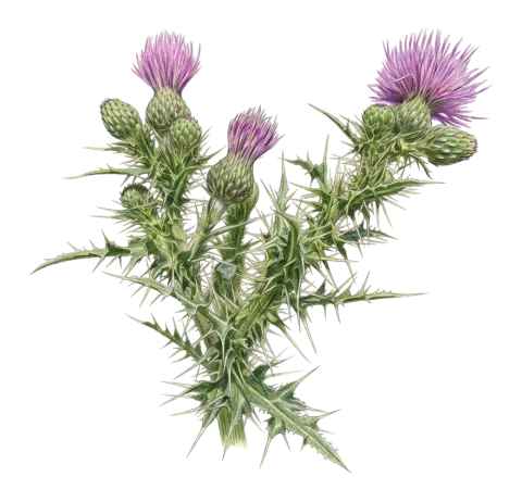 Cirsium libanoticum