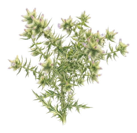 Cirsium sorocephalum