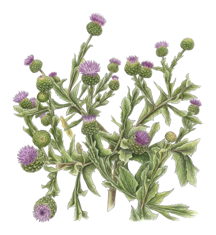 Cousinia inflata