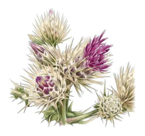 Cousinia leptolepis