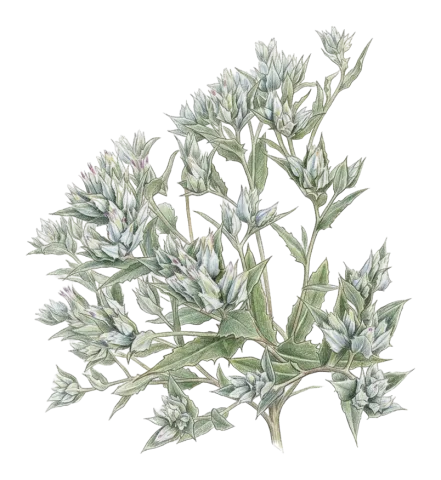 Cousinia stenocephala
