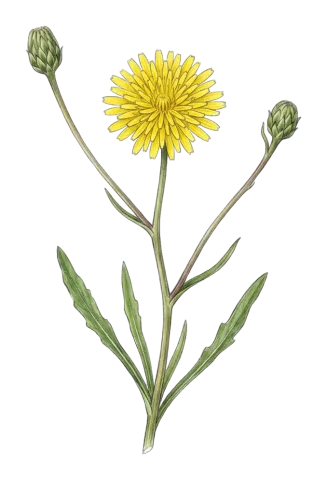 Crepis alpina
