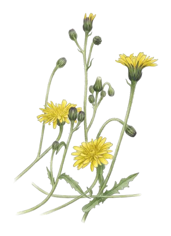 Crepis foetida