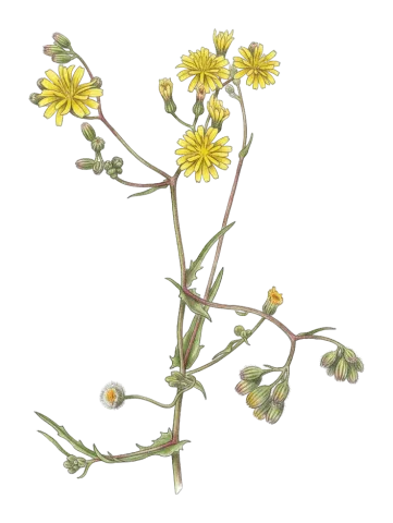 Crepis micrantha