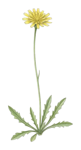 Crepis sahendii