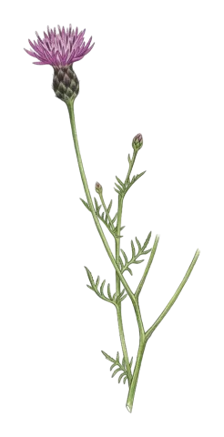 Crupina crupinastrum