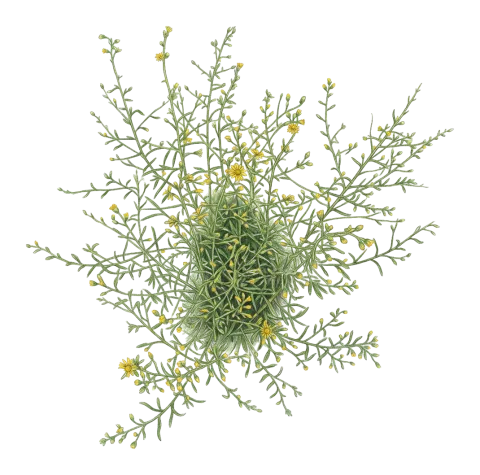 Dittrichia graveolens