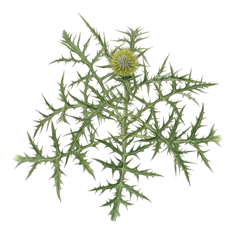 Echinops chardinii