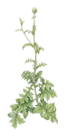 Echinops inermis