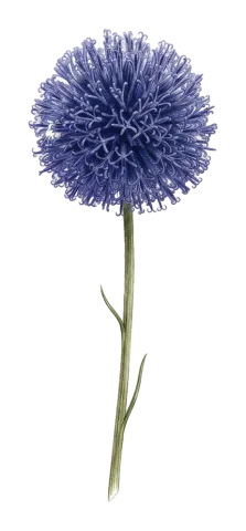 Echinops orientalis