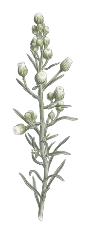 Erigeron bonariensis