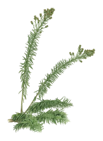 Erigeron sumatrensis