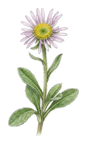 Erigeron uniflorus